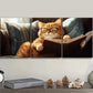 3pcs Charming Orange Cat Reading Metal Print Ready to Hang Art