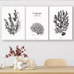 3pcs Marine Botany Wall Art Canvas Wall Art Set Canvas Framed 40x60cm - High Quality Print 100% Australian Made Wall Canvas Ready to Hang