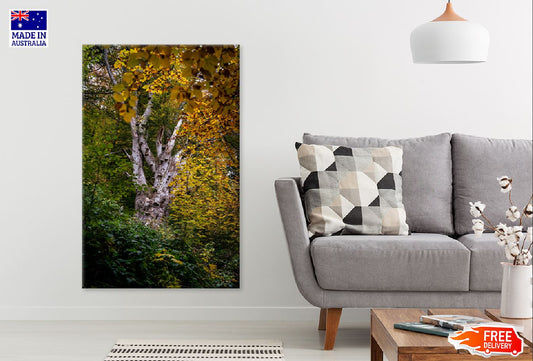 Tree with Yellow Autumn Leaves Print 100% Australian Made Stretched Canvas Ready to Hang - 1102