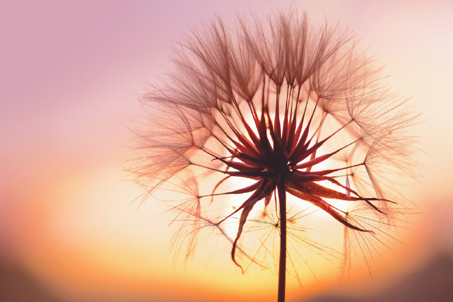 Dandelion at Sunset Photograph Print 100% Australian Made Stretched Canvas Ready to Hang - 1651