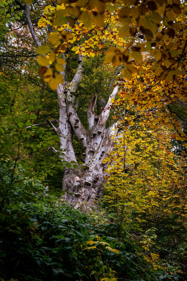 Tree with Yellow Autumn Leaves Print 100% Australian Made Stretched Canvas Ready to Hang - 1102