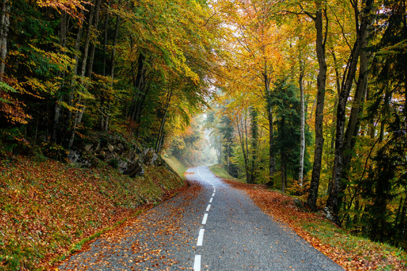 Autumn Trees Covered Road View Print 100% Australian Made Stretched Canvas Ready to Hang - 1690