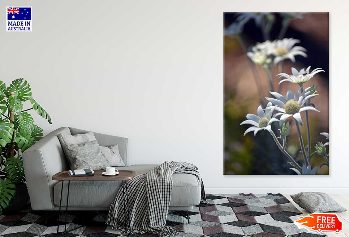 Flannel Flowers Closeup View Print 100% Australian Made Stretched Canvas Ready to Hang - 1561