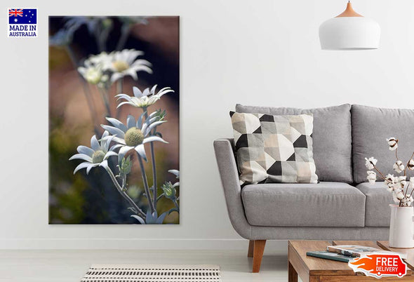 Flannel Flowers Closeup View Print 100% Australian Made Stretched Canvas Ready to Hang - 1561