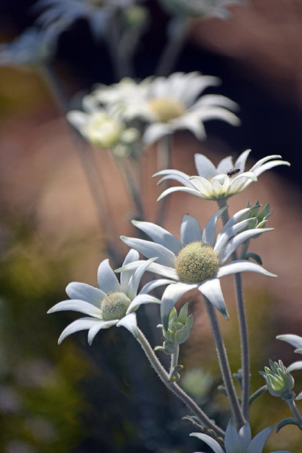 Flannel Flowers Closeup View Print 100% Australian Made Stretched Canvas Ready to Hang - 1561