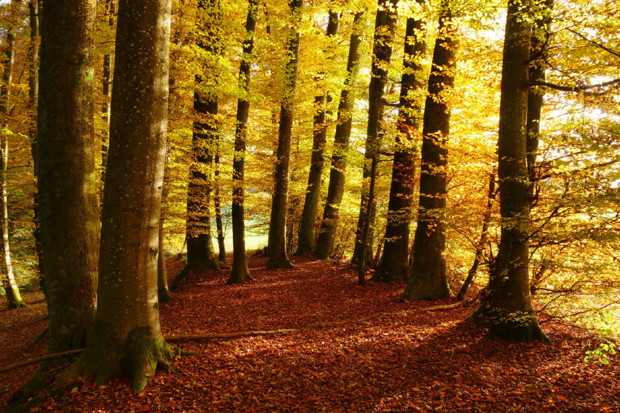 Autumn Tree Forest Photograph Print 100% Australian Made Stretched Canvas Ready to Hang - 1691