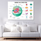 Animal Cell Anatomy Infographics Print 100% Australian Made Stretched Canvas Ready to Hang - 1670