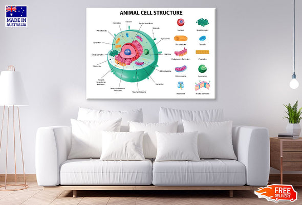 Animal Cell Anatomy Infographics Print 100% Australian Made Stretched Canvas Ready to Hang - 1670