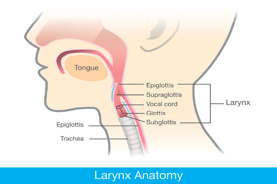 Larynx Anatomy Vector Design Print 100% Australian Made Stretched Canvas Ready to Hang - 2396