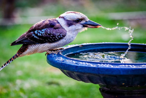 Kookaburra Drinking Water View Print 100% Australian Made Stretched Canvas Ready to Hang - 1213