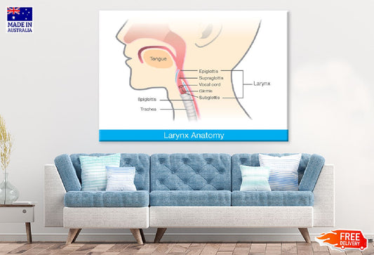 Larynx Anatomy Vector Design Print 100% Australian Made Stretched Canvas Ready to Hang - 2396