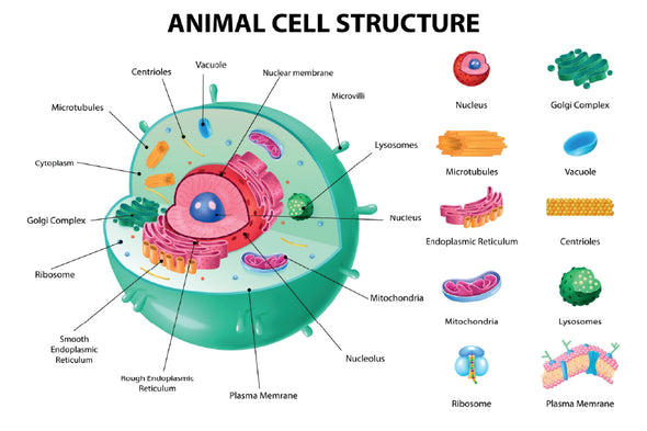 Animal Cell Anatomy Infographics Print 100% Australian Made Stretched Canvas Ready to Hang - 1670