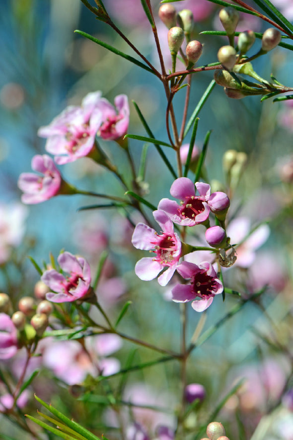 Pink Spring Flowers Closeup View Print 100% Australian Made Stretched Canvas Ready to Hang - 1562