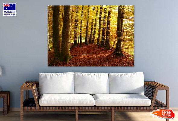 Autumn Tree Forest Photograph Print 100% Australian Made Stretched Canvas Ready to Hang - 1691