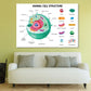 Animal Cell Anatomy Infographics Print 100% Australian Made Stretched Canvas Ready to Hang - 1670