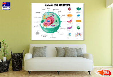 Animal Cell Anatomy Infographics Print 100% Australian Made Stretched Canvas Ready to Hang - 1670