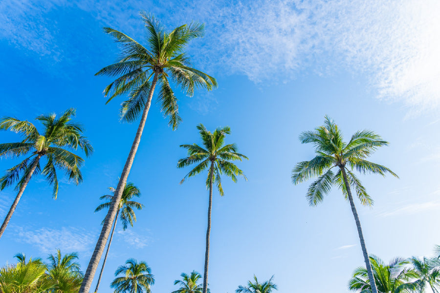 Tropical Palm Trees Blue Sky View Print 100% Australian Made Stretched Canvas Ready to Hang - 1692