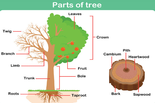 Parts of Tree Vector Illustration Print 100% Australian Made Stretched Canvas Ready to Hang - 2397