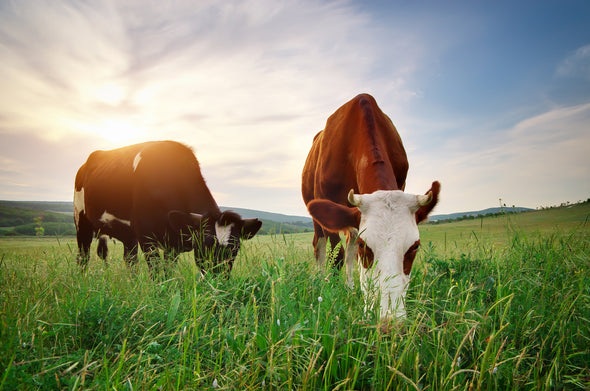 Cows on Grass Field Photograph Print 100% Australian Made Stretched Canvas Ready to Hang - 1214