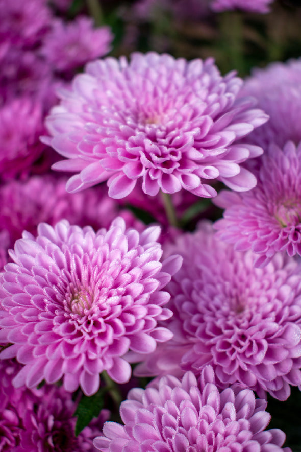 Purple Dahlia Flowers Photograph Print 100% Australian Made Stretched Canvas Ready to Hang - 1563