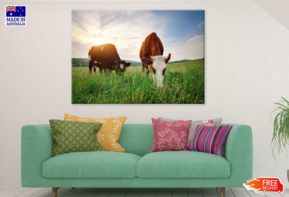 Cows on Grass Field Photograph Print 100% Australian Made Stretched Canvas Ready to Hang - 1214