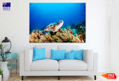 Sea Turtle Underwater Photograph Print 100% Australian Made Stretched Canvas Ready to Hang - 1215