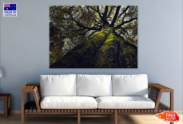 Huge Old Tree View From Below Print 100% Australian Made Stretched Canvas Ready to Hang - 1693