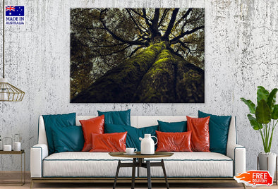 Huge Old Tree View From Below Print 100% Australian Made Stretched Canvas Ready to Hang - 1693