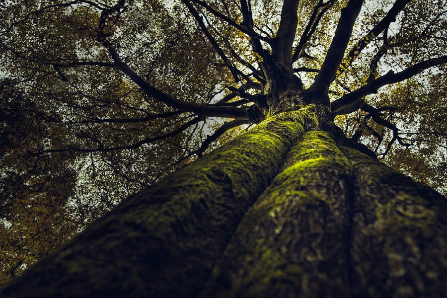 Huge Old Tree View From Below Print 100% Australian Made Stretched Canvas Ready to Hang - 1693