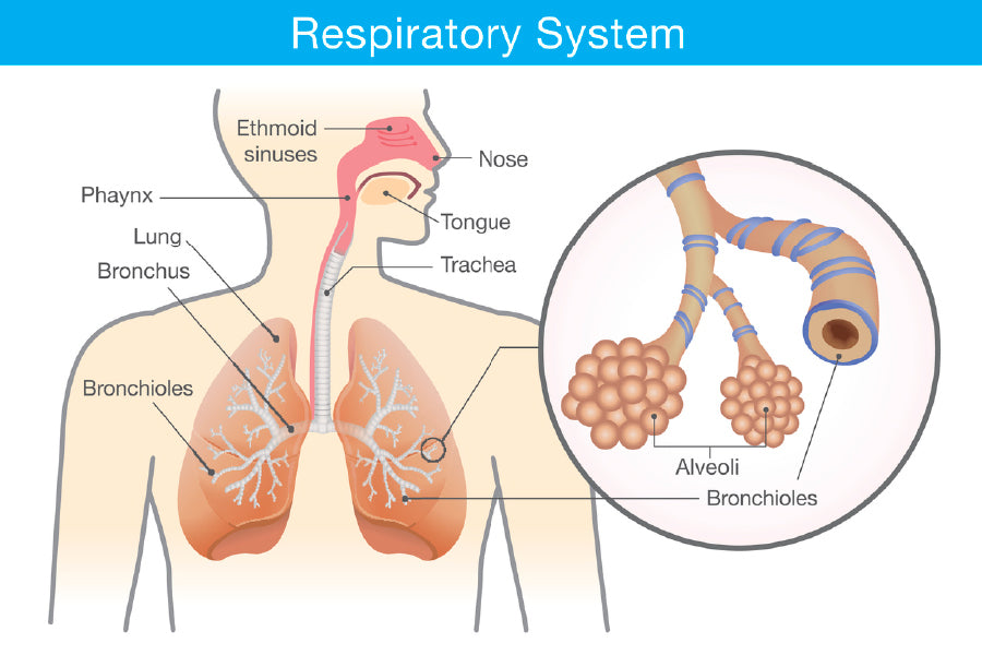 Respiratory System Vector Illustration Print 100% Australian Made Stretched Canvas Ready to Hang - 2398