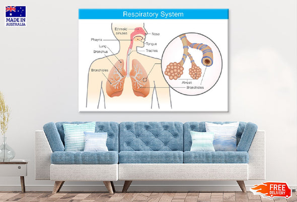 Respiratory System Vector Illustration Print 100% Australian Made Stretched Canvas Ready to Hang - 2398