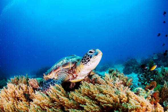 Sea Turtle Underwater Photograph Print 100% Australian Made Stretched Canvas Ready to Hang - 1215