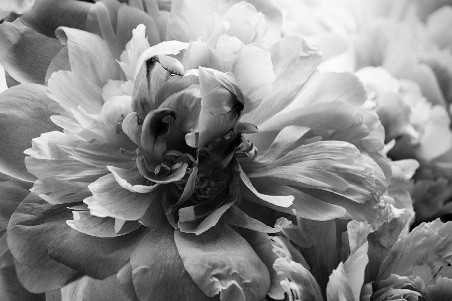 Flower Petals B&W View Photograph Print 100% Australian Made Stretched Canvas Ready to Hang - 1564