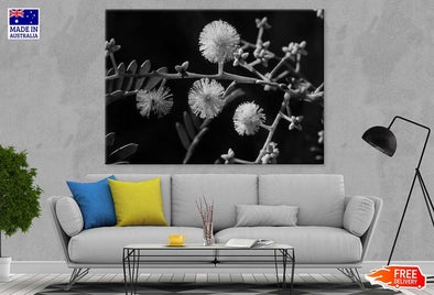 Mallee Gum Tree Flowers B&W View Print 100% Australian Made Stretched Canvas Ready to Hang - 1565