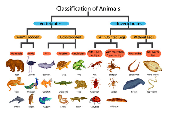 Chart of Biology Animals Diagram Print 100% Australian Made Stretched Canvas Ready to Hang - 1673