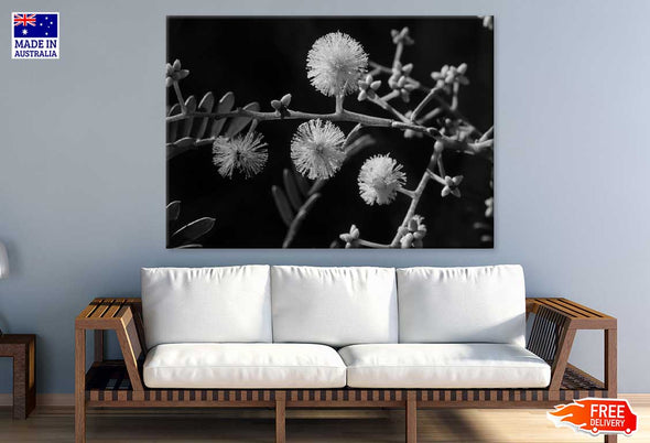 Mallee Gum Tree Flowers B&W View Print 100% Australian Made Stretched Canvas Ready to Hang - 1565