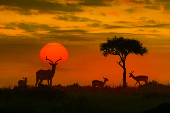 Deer in Kruger Park Sunset View Print 100% Australian Made Stretched Canvas Ready to Hang - 1216