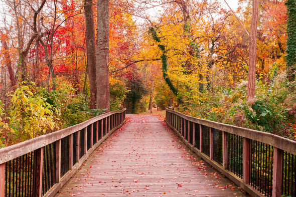 Autumn Trees & Wooden Pathway Print 100% Australian Made Stretched Canvas Ready to Hang - 1694