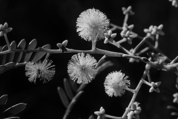 Mallee Gum Tree Flowers B&W View Print 100% Australian Made Stretched Canvas Ready to Hang - 1565