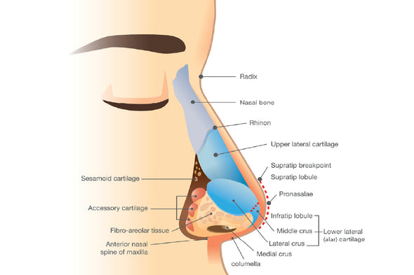 Human Nose Anatomy Illustration Print 100% Australian Made Stretched Canvas Ready to Hang - 2399