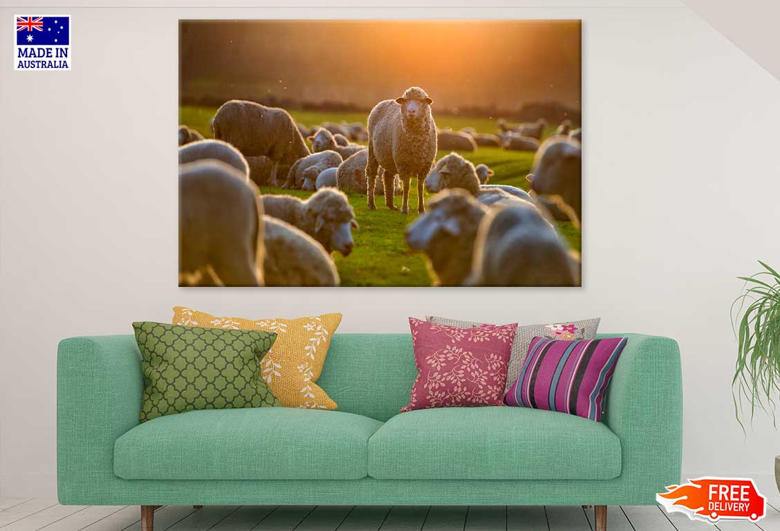 Sheep On Grass Field Photograph Print 100% Australian Made Stretched Canvas Ready to Hang - 1217