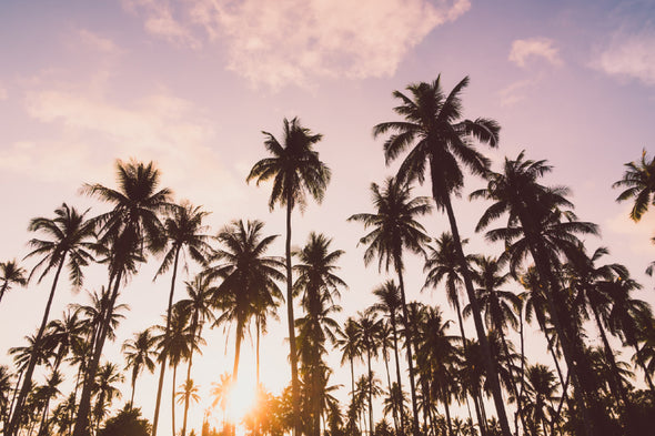 Coconut Palm Trees with Clouds Print 100% Australian Made Stretched Canvas Ready to Hang - 1695