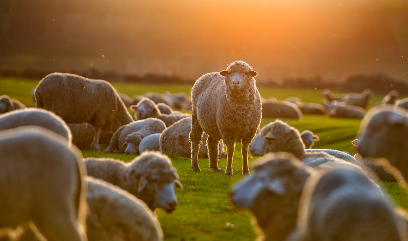 Sheep On Grass Field Photograph Print 100% Australian Made Stretched Canvas Ready to Hang - 1217