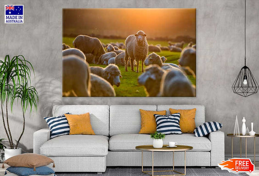 Sheep On Grass Field Photograph Print 100% Australian Made Stretched Canvas Ready to Hang - 1217