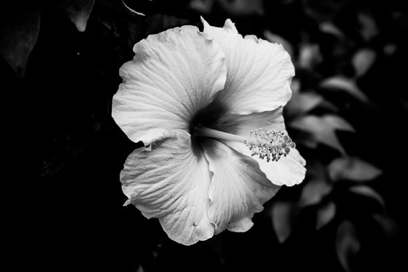 Hibiscus Flower B&W Photograph Print 100% Australian Made Stretched Canvas Ready to Hang - 1566