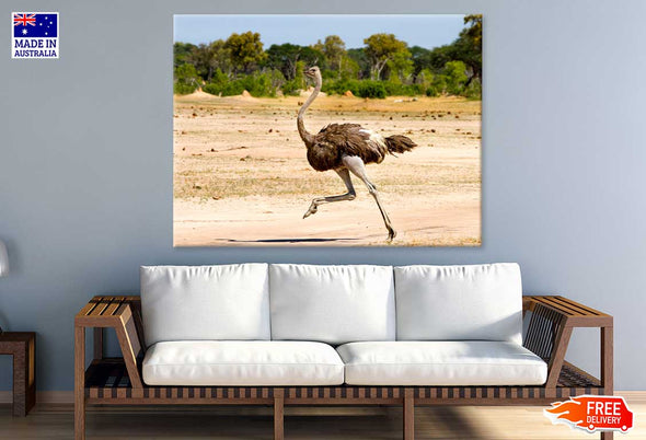 Ostrich Running View Photograph Print 100% Australian Made Stretched Canvas Ready to Hang - 1218