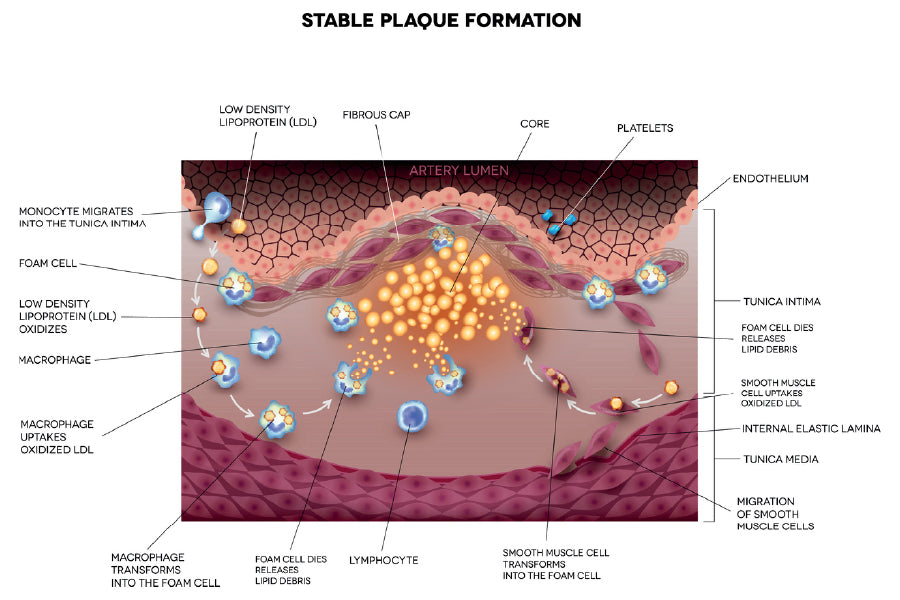 Stable Plaque Formation Vector Print 100% Australian Made Stretched Canvas Ready to Hang - 2401