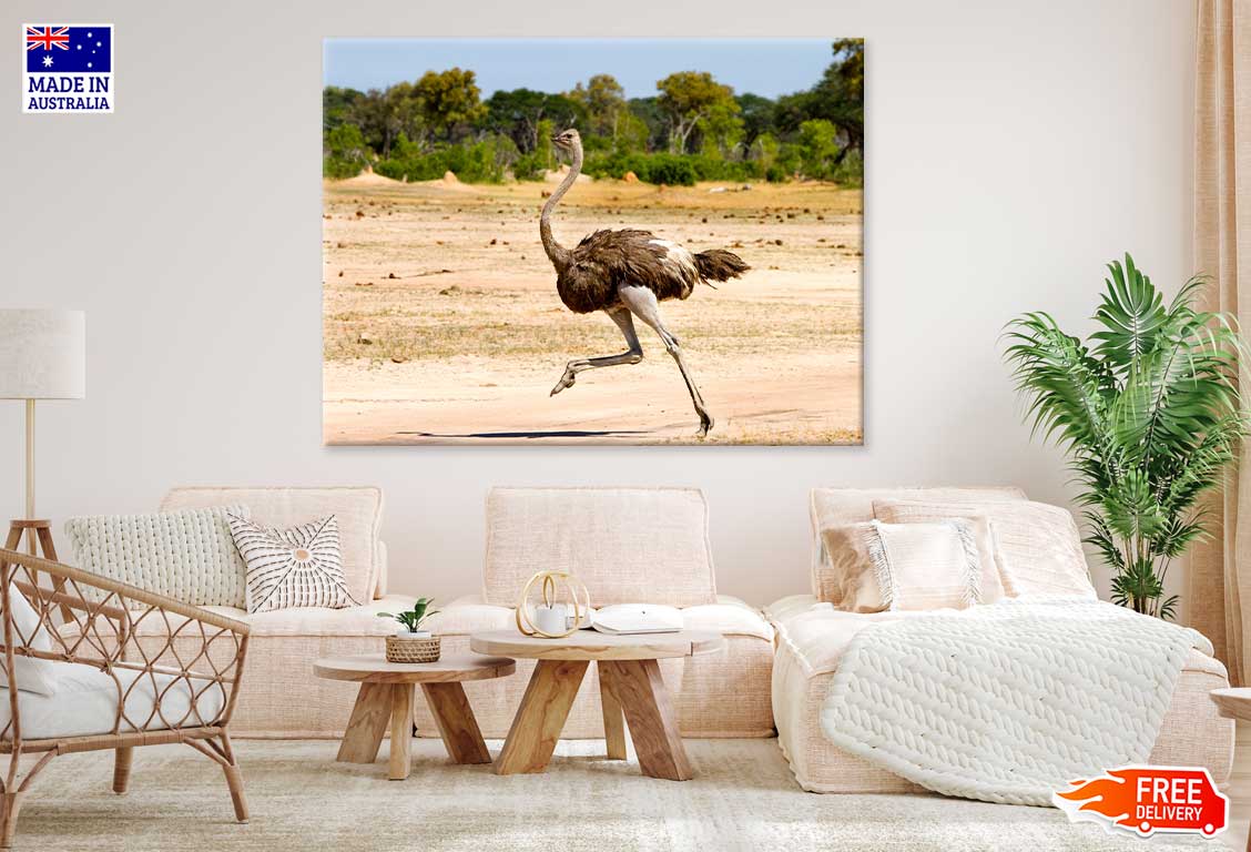 Ostrich Running View Photograph Print 100% Australian Made Stretched Canvas Ready to Hang - 1218