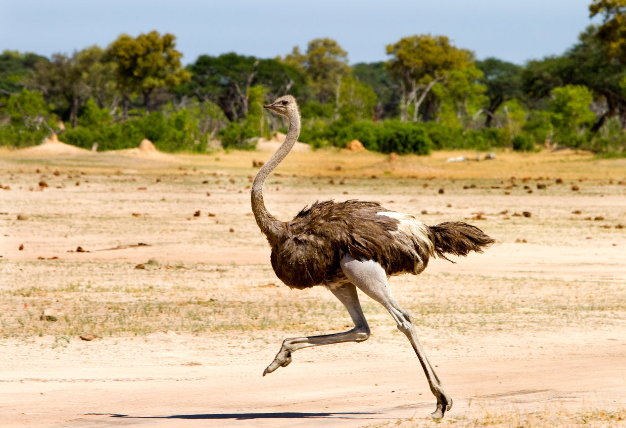 Ostrich Running View Photograph Print 100% Australian Made Stretched Canvas Ready to Hang - 1218