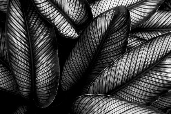 Closeup Leaves B&W Photograph Print 100% Australian Made Stretched Canvas Ready to Hang - 1567